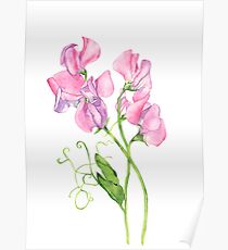Sweet Peas Poster
