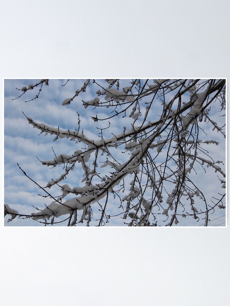 Poster birch branches in the snow 