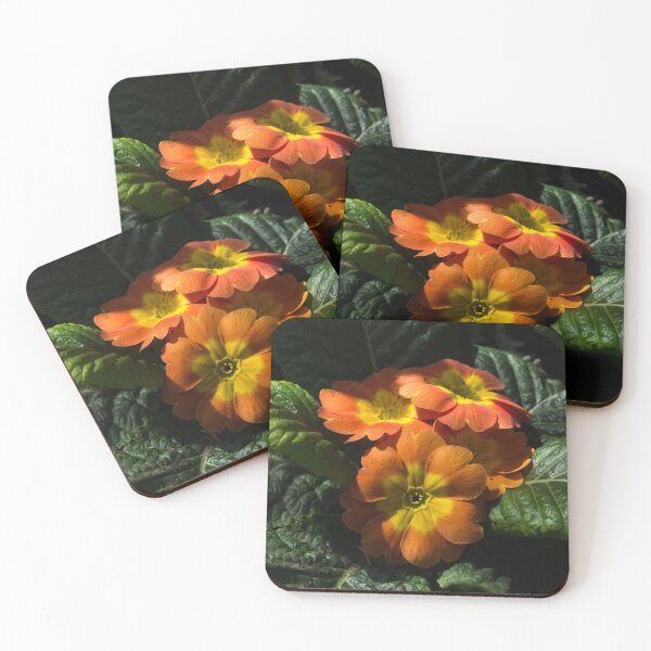 Item preview, Spotlight on Spring Primula Blooms designed and sold by Georgia Mizuleva.