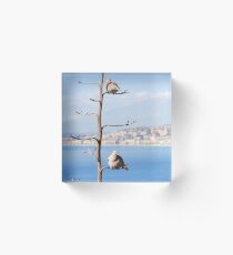 Eurasian Collared Dove Acrylic Block