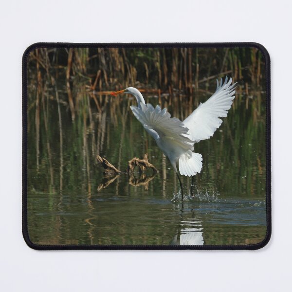 Item preview, Egret landing in a pond designed and sold by PaulKPhoto.