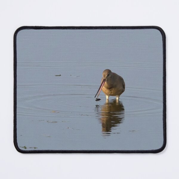 Item preview, Hudsonian Godwit designed and sold by PaulKPhoto.