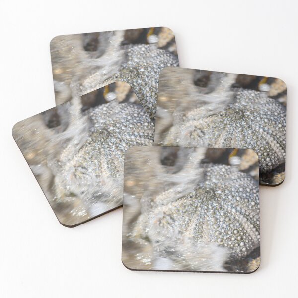 Item preview, Abstract Sea Urchin at Bateau Bay Beach NSW Central Coast of Australia designed and sold by suziq1962.