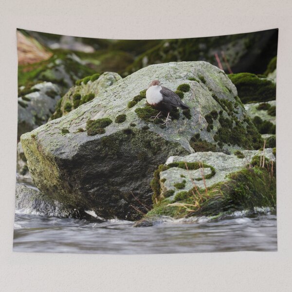 Item preview, The Flow. White-throated dipper designed and sold by Jouko Lehto Photography.