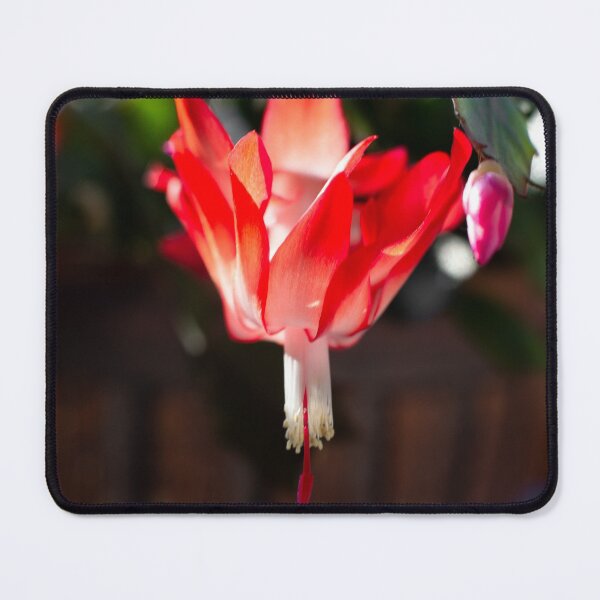 Item preview, Christmas Cactus 1 designed and sold by Denice Breaux.