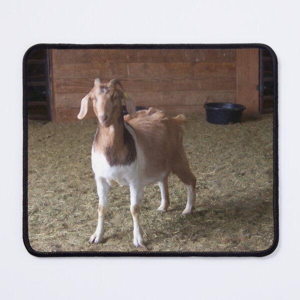 Item preview, Solo Goat in the Barn designed and sold by dogplay.