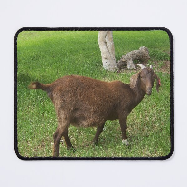 Item preview, Solo Brown Goat designed and sold by dogplay.