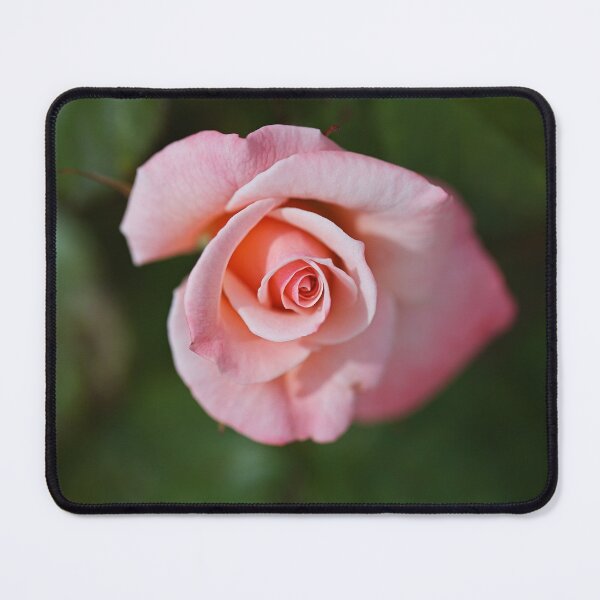Item preview, Apricot Rose Has Elegance designed and sold by Joy Watson - Natural Light Photography .