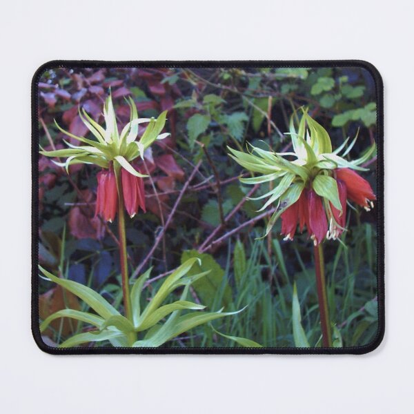 Item preview, Crown Imperial Lily - Fritillaria imperialis designed and sold by lezvee.