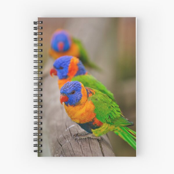 Item preview, rainbow lorikeets designed and sold by rogersmith.
