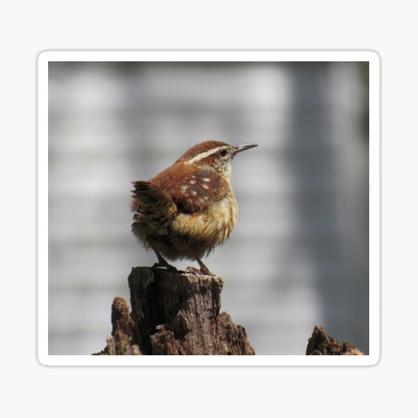 Carolina Wren Sticker