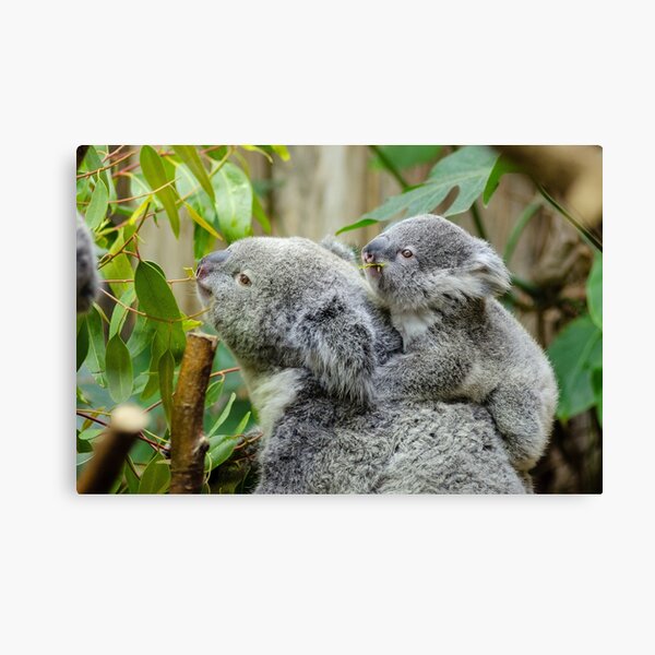 Baby Koala Canvas Prints for Sale