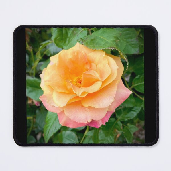 Item preview, Many Hued Rose designed and sold by KazM.