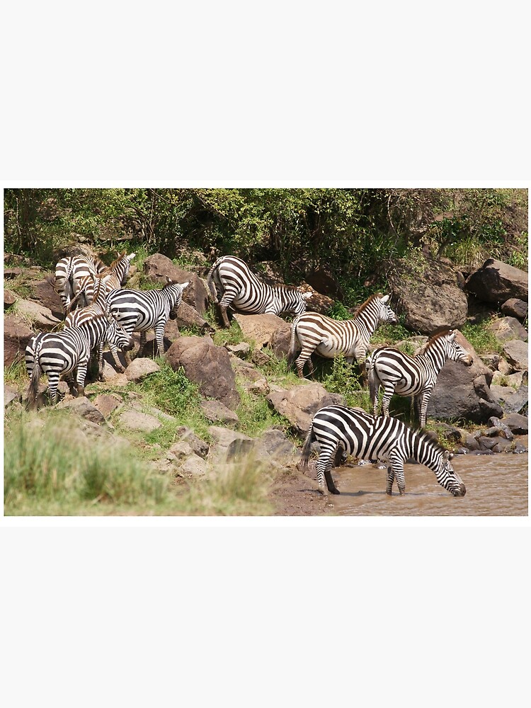 "zebra crossing" by rogersmith