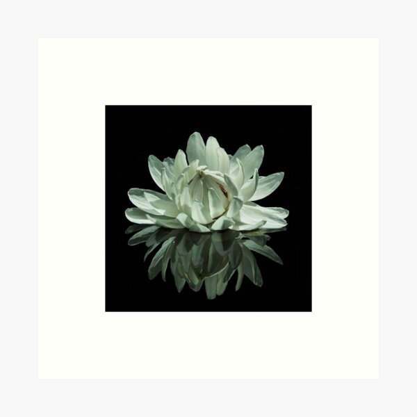 Item preview, Giant Amazon Waterlily designed and sold by rogersmith.