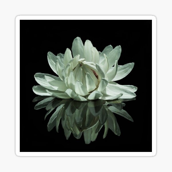 Item preview, Giant Amazon Waterlily designed and sold by rogersmith.
