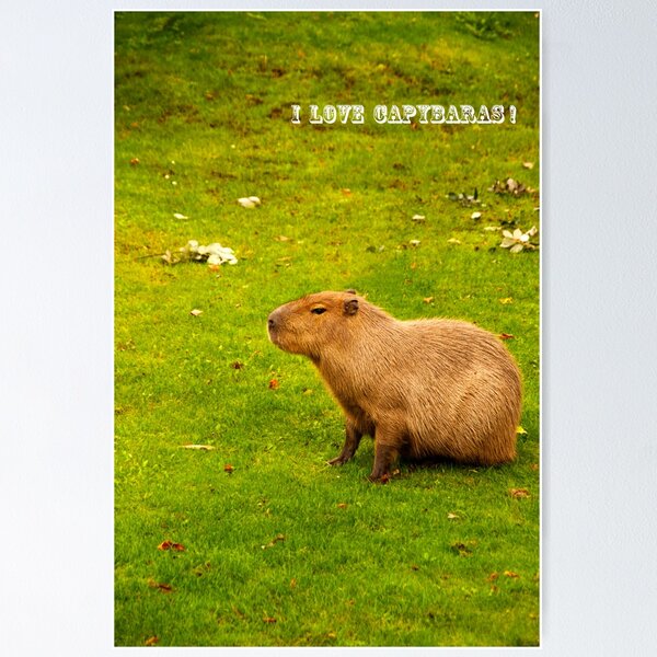 Capivara Posters for Sale