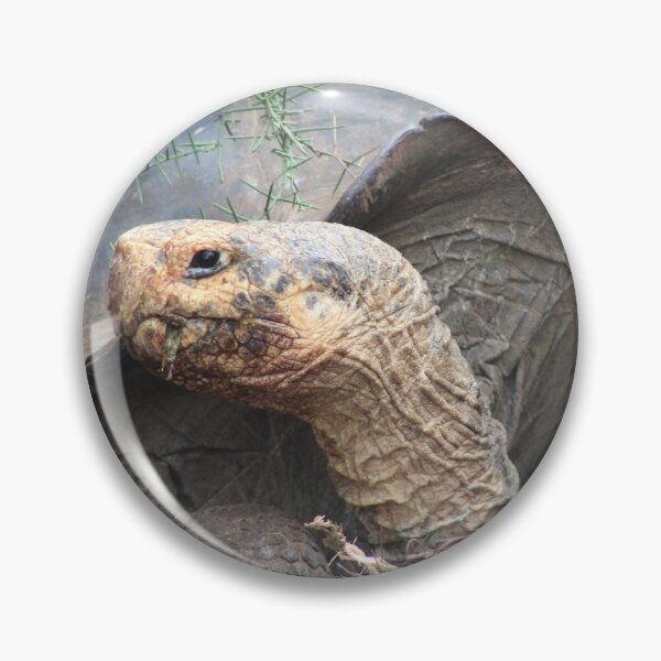 Item preview, Tortoise designed and sold by KDQuin .
