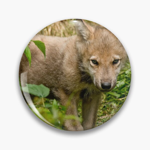 Item preview, Timber Wolf Pup designed and sold by WolvesOnly.