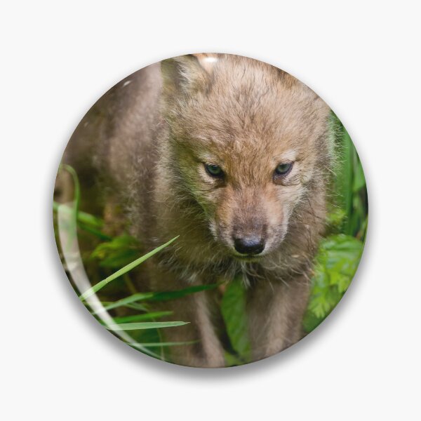 Item preview, Timber Wolf Pup designed and sold by WolvesOnly.