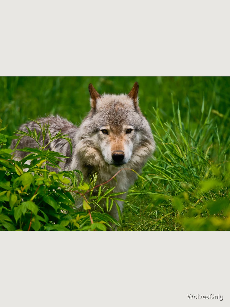 Thumbnail 6 von 6, Premium Oversized Pullover, Timber Wolf designt und verkauft von WolvesOnly.