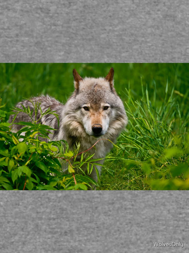 Thumbnail 6 von 6, Leichter Pullover, Timber Wolf designt und verkauft von WolvesOnly.