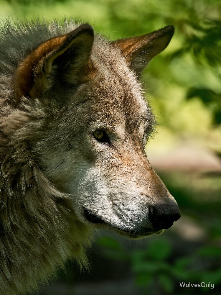 Thumbnail 3 of 3, Scarf, Timber Wolf designed and sold by WolvesOnly.