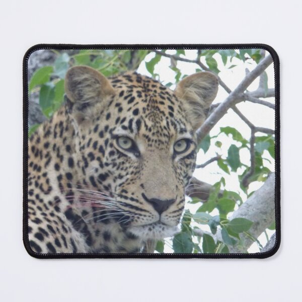 Item preview, Leopard Stare designed and sold by KDQuin .