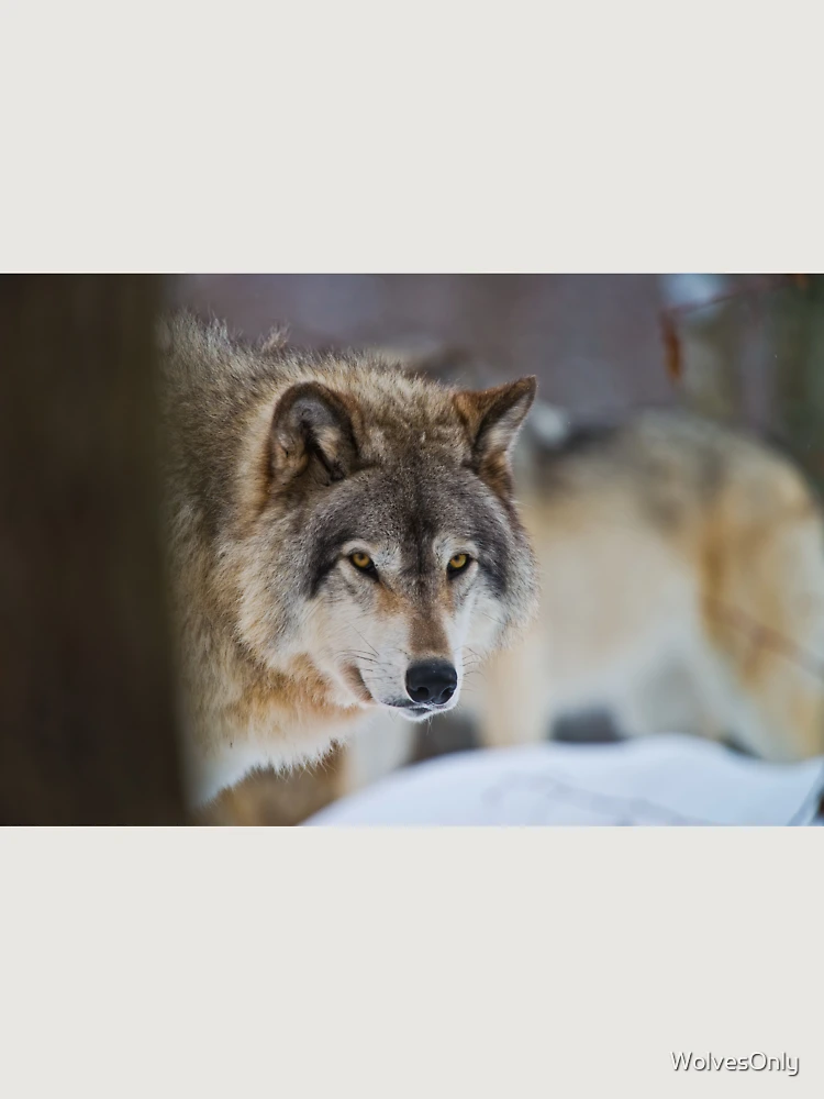 Thumbnail 6 von 6, Premium Oversized Pullover, Timber Wolf designt und verkauft von WolvesOnly.