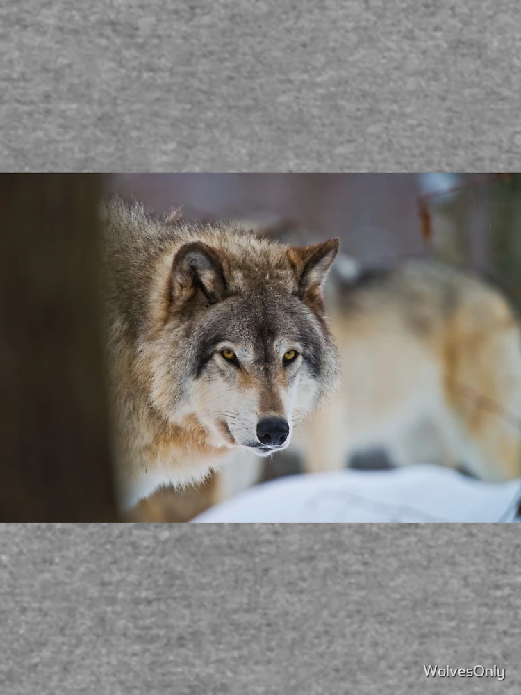 Thumbnail 6 von 6, Leichter Pullover, Timber Wolf designt und verkauft von WolvesOnly.