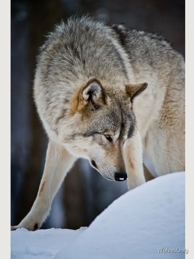Thumbnail 6 von 6, Premium Oversized Pullover, Timber Wolf designt und verkauft von WolvesOnly.