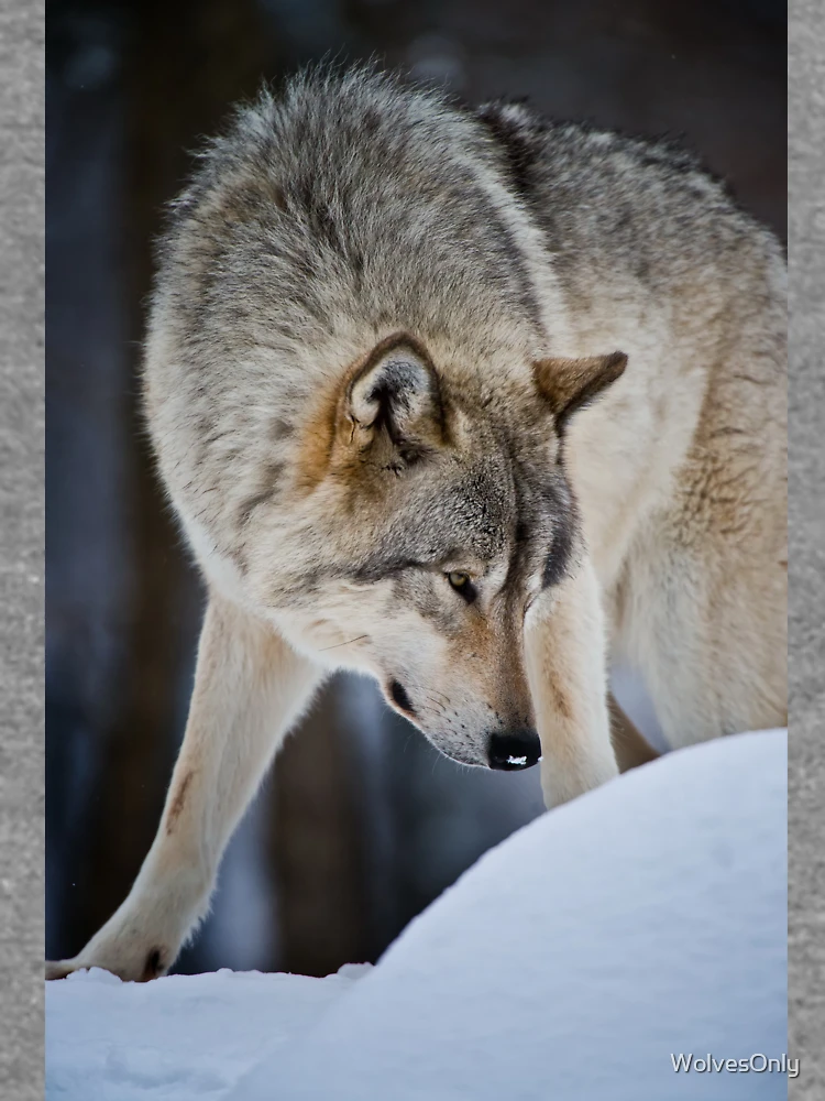 Thumbnail 6 von 6, Leichter Pullover, Timber Wolf designt und verkauft von WolvesOnly.