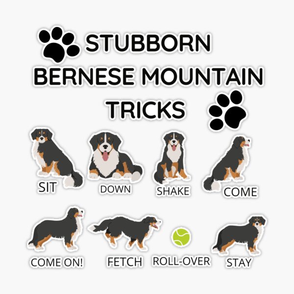 Stubborn bernese sale mountain dog