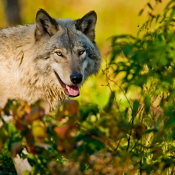 Vorschaubild zum Design Timber Wolf von WolvesOnly