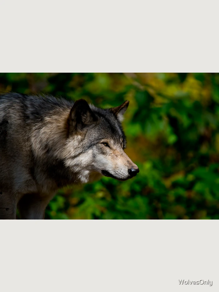 Thumbnail 6 von 6, Premium Oversized Pullover, Timber Wolf designt und verkauft von WolvesOnly.