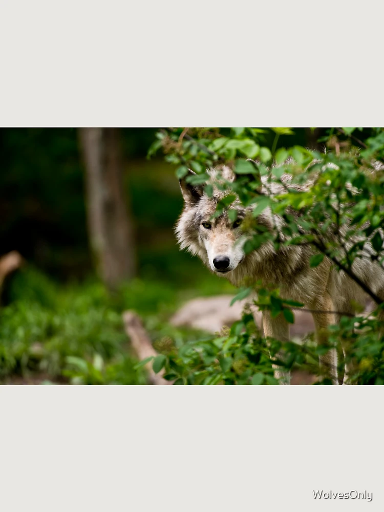 Thumbnail 6 von 6, Premium Oversized Pullover, Timber Wolf designt und verkauft von WolvesOnly.
