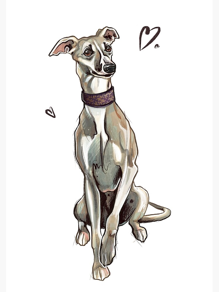 Fashion cute whippet