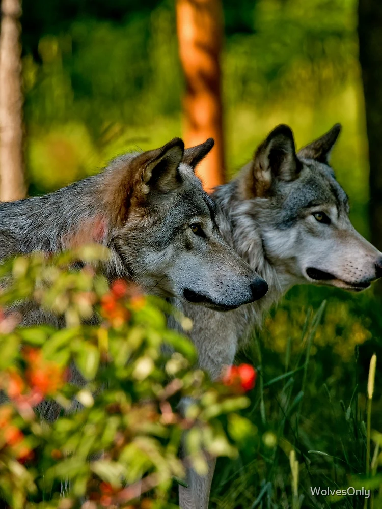 Thumbnail 3 of 3, Scarf, Timber Wolves designed and sold by WolvesOnly.