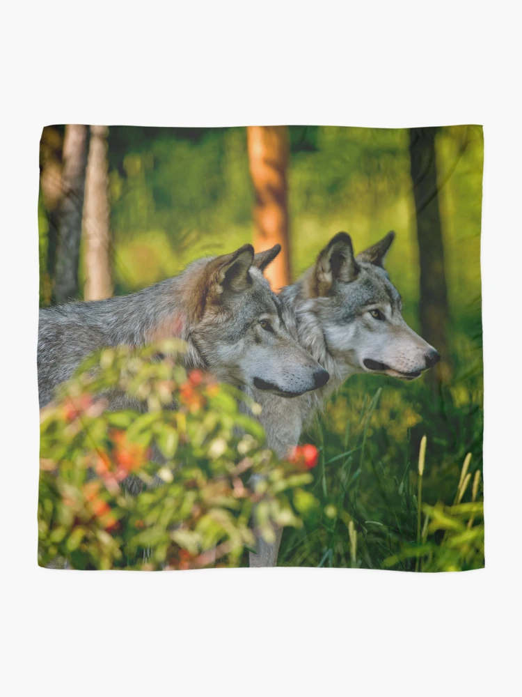 Thumbnail 2 of 3, Scarf, Timber Wolves designed and sold by WolvesOnly.