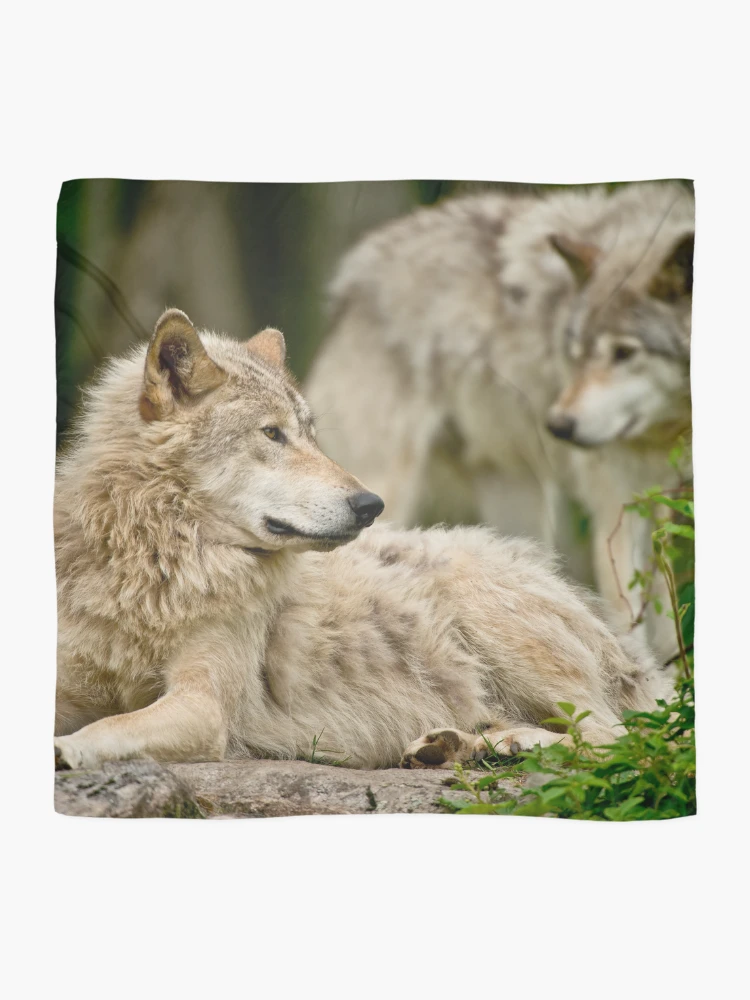 Thumbnail 2 of 3, Scarf, Timber Wolves designed and sold by WolvesOnly.