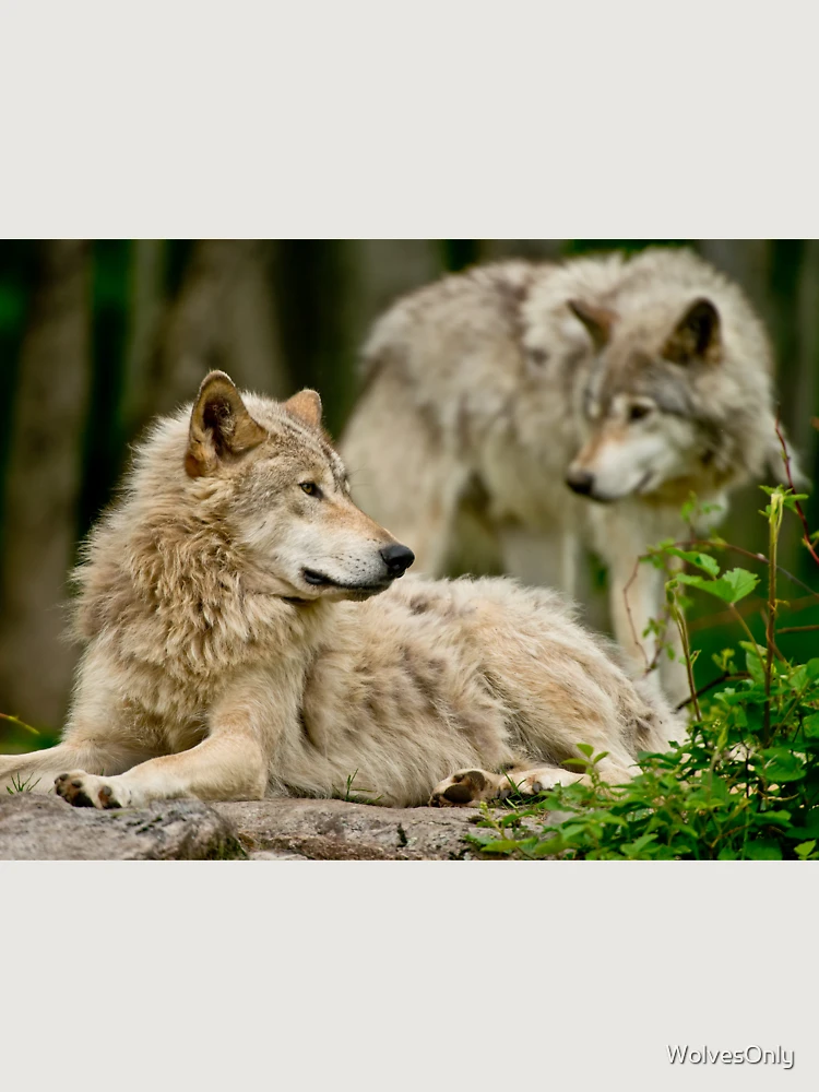 Thumbnail 6 of 6, Premium Oversized Hoodie, Timber Wolves designed and sold by WolvesOnly.