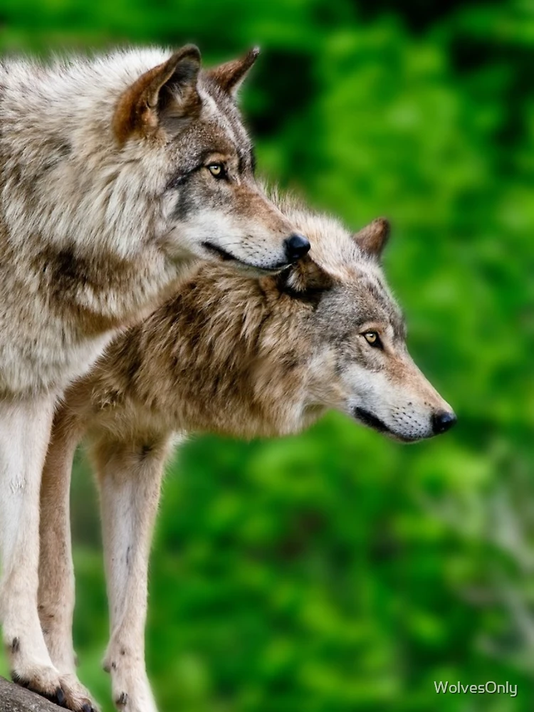Thumbnail 4 of 4, iPhone Case, Timber Wolves designed and sold by WolvesOnly.