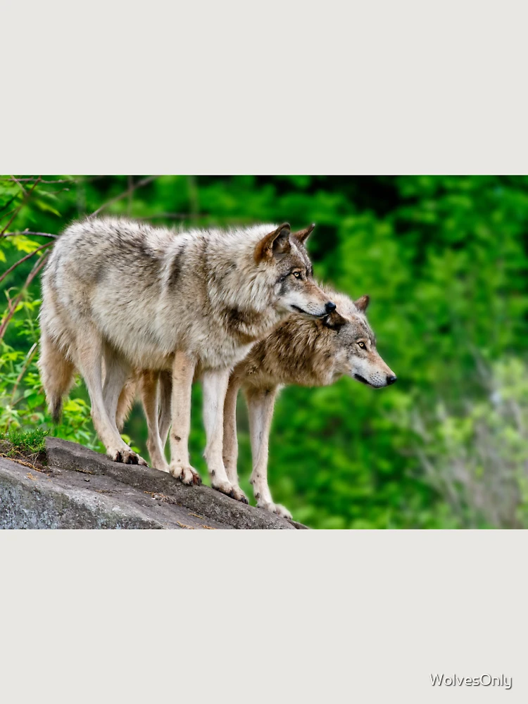 Thumbnail 6 of 6, Premium Oversized Hoodie, Timber Wolves designed and sold by WolvesOnly.
