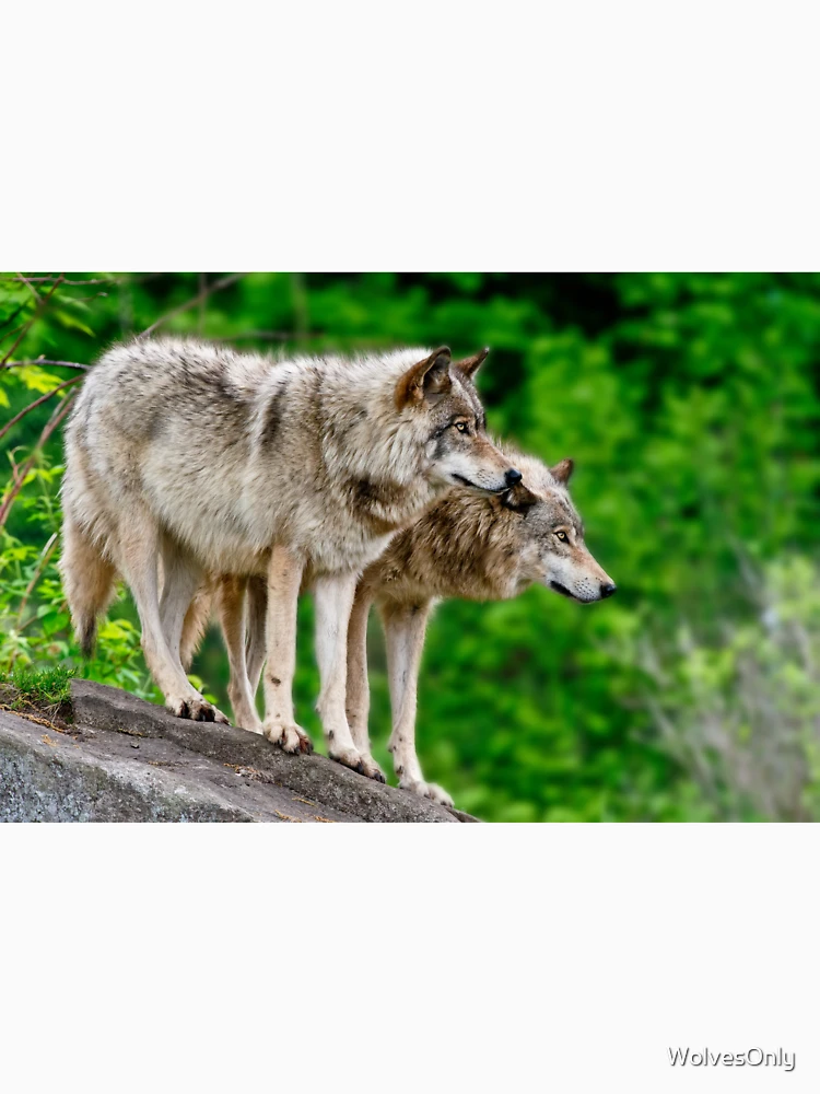 Thumbnail 6 of 6, Pullover Hoodie, Timber Wolves designed and sold by WolvesOnly.