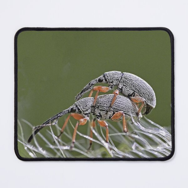 Item preview, New Finition 2020  r1531/  Insect 1  (c) (t) by Olao-Olavia / Okaio Créations  by fz 1000 2015 designed and sold by o.okaïo.