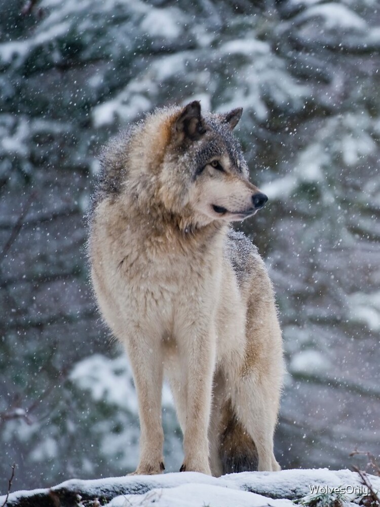 Thumbnail 4 of 4, iPhone Case, Timber Wolf designed and sold by WolvesOnly.