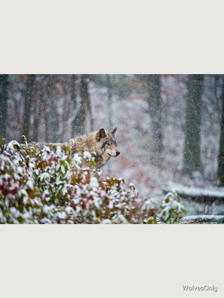 Thumbnail 6 von 6, Premium Oversized Pullover, Timber Wolf designt und verkauft von WolvesOnly.
