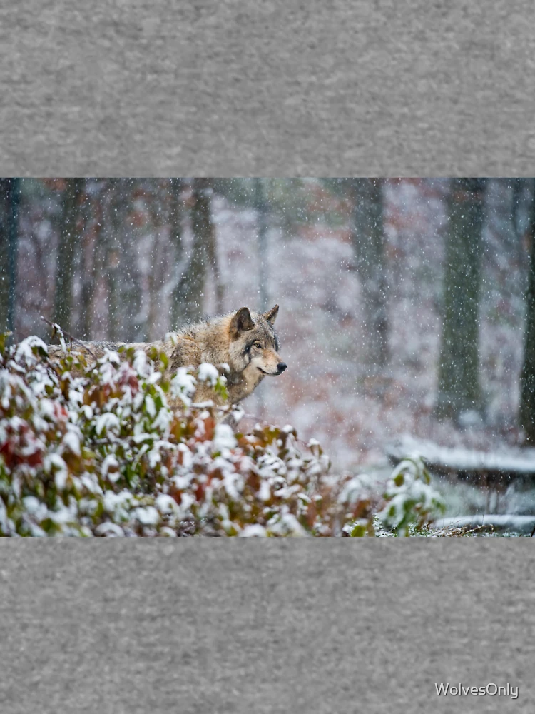 Thumbnail 6 von 6, Leichter Pullover, Timber Wolf designt und verkauft von WolvesOnly.