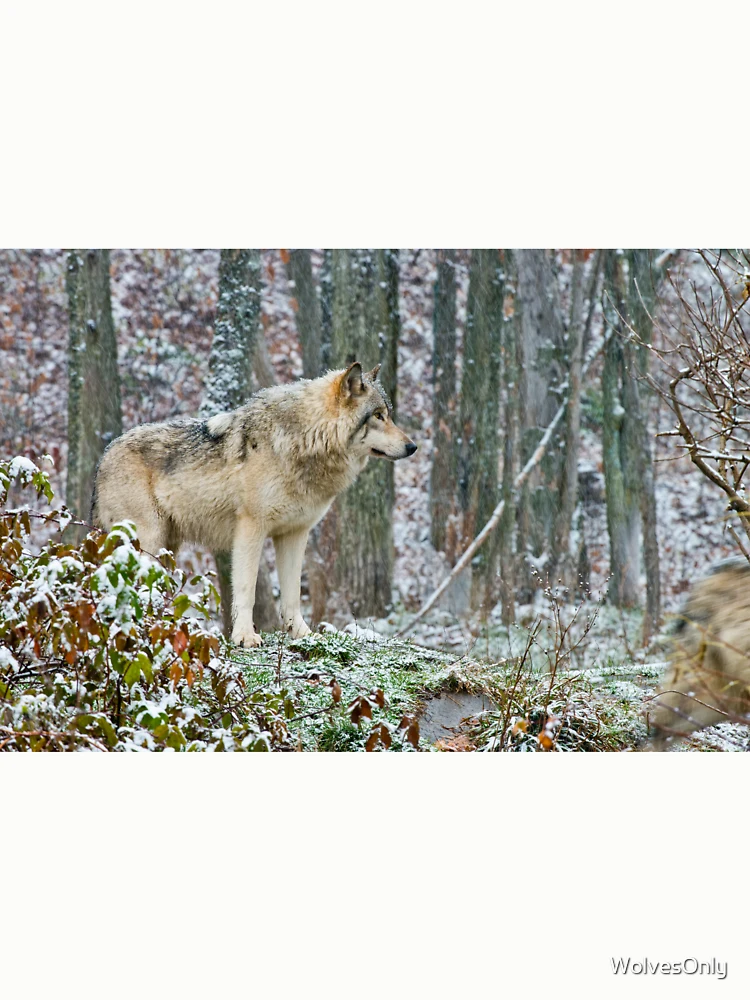 Thumbnail 6 von 6, Pullover, Timber Wolf designt und verkauft von WolvesOnly.