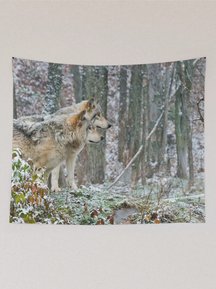 Thumbnail 2 of 3, Tapestry, Timber Wolves designed and sold by WolvesOnly.